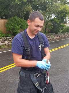 Six Ducklings Rescued After Being Stuck In Storm Drain Near Compo Point