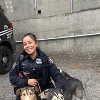 <p>Two huskies were found by police in Yonkers and reunited with their owners.</p>