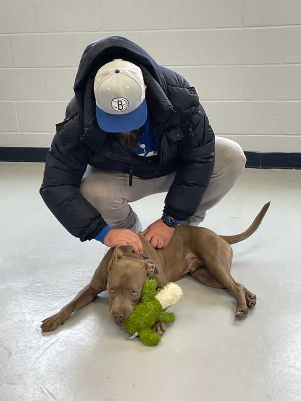 Pup Thrown Into Storefront Gate In Yonkers Finds New Home