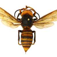 STOP WORRYING: ‘Murder' Hornets Aren’t Coming, Experts Say