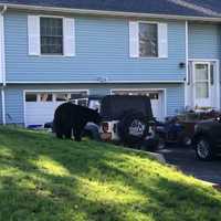 <p>A bear was caught investigating a Hillburn home on Thursday morning.</p>