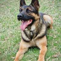 <p>K9 officer Maverick, who served with the Kent Police Department, died on Sunday, March 19.</p>