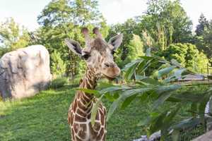 Maryland Zoo In Baltimore Mourns Unexpected Death Of Willow The Reticulated Giraffe