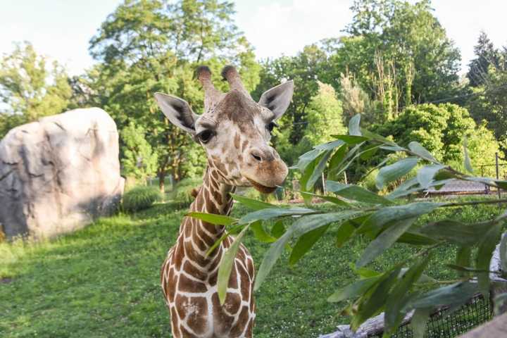 Maryland Zoo In Baltimore Mourns Unexpected Death Of Willow The Reticulated Giraffe