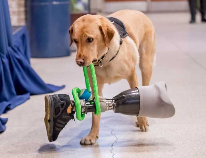 Pace University’s College of Health Professions has developed a one-of-its-kind program that teaches the benefits of service and therapy dogs.