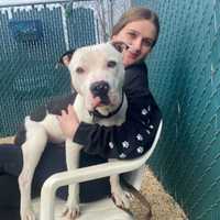 <p>After being rescued from a sewer in New Rochelle, Leonardo is now up for adoption.</p>