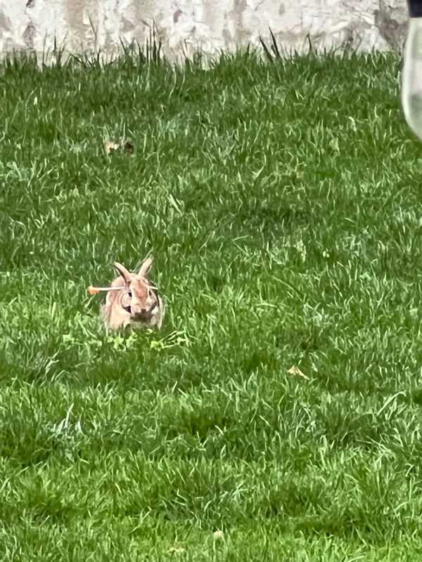 Bunnies Blasted By Blow Darts Under Investigation In Arlington