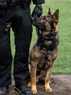 OK, Boomer! Police Dog Finds Stolen Gun In Auburn; Arrest Made