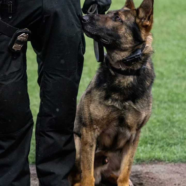 Worcester police dog Boomer helped sniff out a stolen pistol this week.