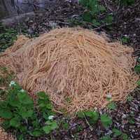 <p>Pile of pasta</p>