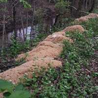 <p>Piles of pasta</p>