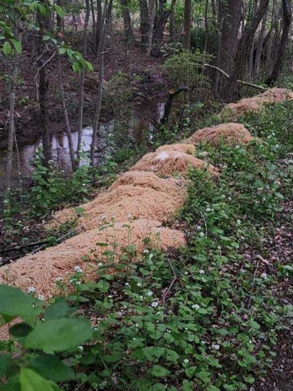 Who Dumped 500 Pounds Of Pasta In Central Jersey?