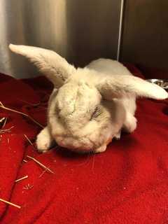 Bunny Abandoned In NJ Junkyard Beats The Odds