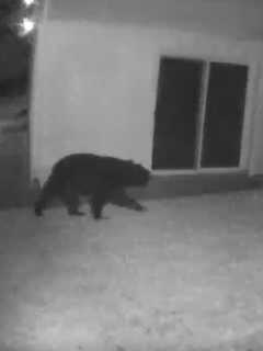 Large Black Bear Spotted Roaming Around Area Neighborhood