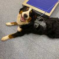 <p>Bo is a 100-pound Bernese Mountain dog</p>