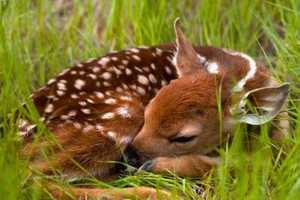 Oh, Deer: Fawns Seen Alone Spark Concern Among Fairfield County Residents