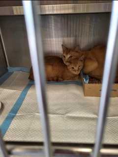 42 Cats Rescued From CT Home In 'Deplorable Condition'