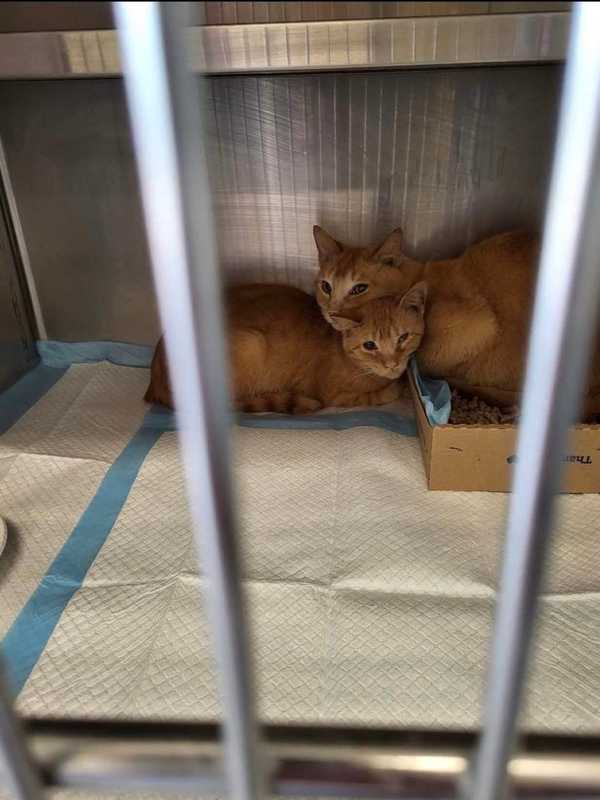 42 Cats Rescued From Derby Home In 'Deplorable Condition'