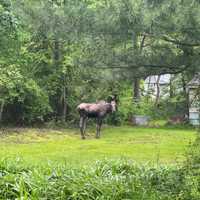 <p>The moose that was spotted in Bloomfield.</p>