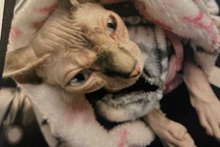 Princess The Hairless Cat Stolen From Shelton Motel Returned To Owner Months After Theft