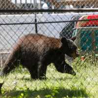 <p>The black bear was spotted on Route 9W near a McDonald&#x27;s.</p>