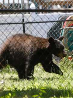 Black Bear Attacks Area Resident In Garage, Police Say