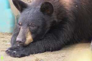 New Black Bear Sighting Reported In Westchester