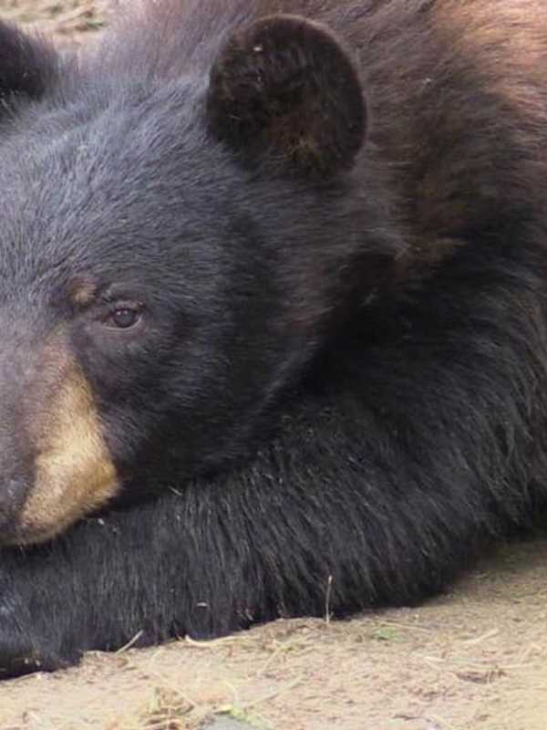 Bear Struck, Killed On Highway In Area