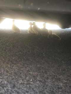 Mallard, 10 Ducklings Rescued From Rockland County Shopping Center