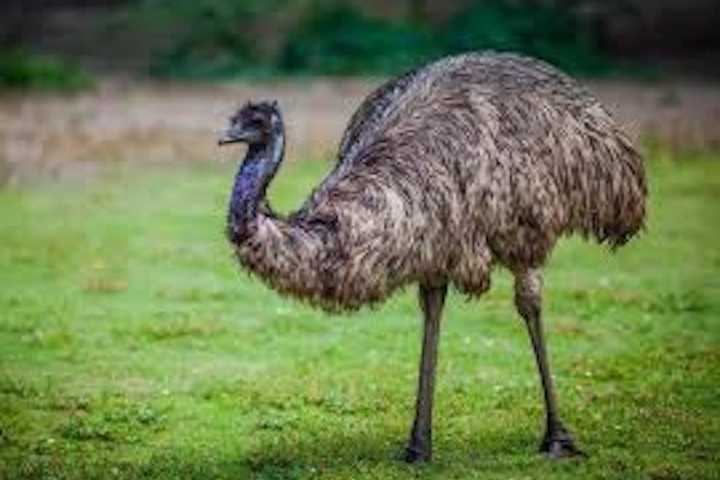 Be On The Lookout For Missing Emu Taking Sunday Stroll In Charles County