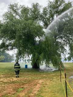 Shock Of Lightning: Storm Ignites Tree In Westchester Park