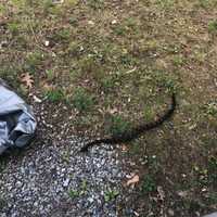 <p>Timber Rattlesnakes ran amok in Ramapo.</p>