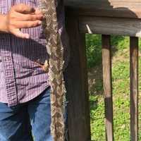 <p>Timber Rattlesnakes ran amok in Ramapo.</p>