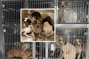 Hoarding Case Puppies Among 170 Animals Seized Desperately Need To Be Adopted: Rescuers