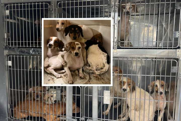 Hoarding Case Puppies In LanCo Shelter Desperately Need To Be Adopted: Rescuers