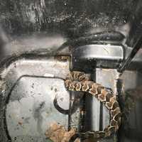 <p>Timber Rattlesnakes ran amok in Ramapo.</p>