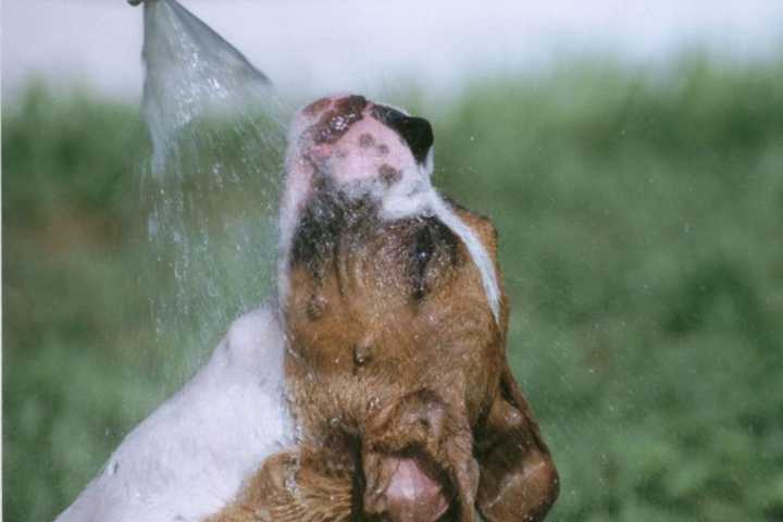 Help Fido Beat Dog Days Of Summer With Cool-Off Tips