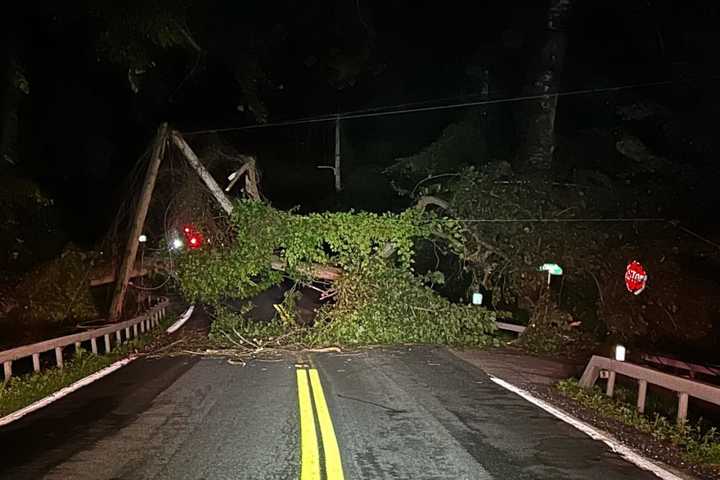 Fallen Tree, Broken Utility Poles Close Westchester Road