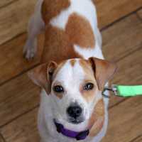 <p>Lillian has a new home, thanks to Pet Rescue and a Westchester dermatologist.</p>