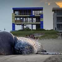 <p>Dead humpback whale in Long Branch Aug. 12.</p>