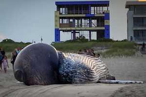 Dead Humpback Whale Washes Up In Long Branch