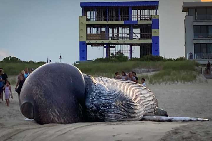 Dead Humpback Whale Washes Up On NJ Beach