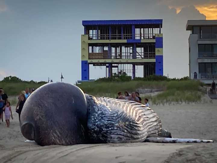 Dead humpback whale in Long Branch Aug. 12.