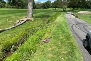 Golfer Beats Goose To Death With Club In Region: Police