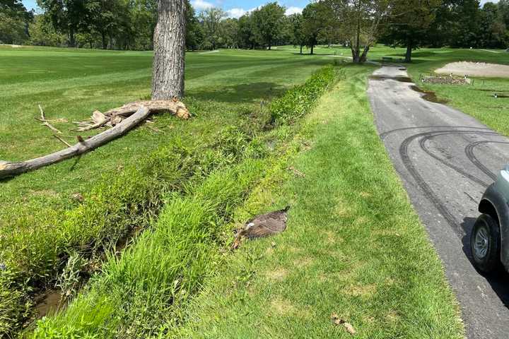 Golfer Beats Goose To Death With Club In Hudson Valley: Police