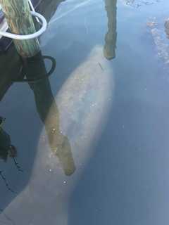 Manatee Spotted In Southern New England Waters After Traveling Hundreds Of Miles: Here's Where