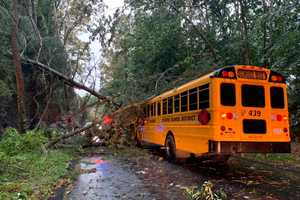 Tree Falls On School Bus In Region