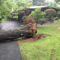 <p>A tree was knocked down and struck a Rockland County home.</p>