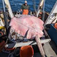 <p>A CT Fish and Wildlife Long Island Sound Trawl Survey crew caught a massive roughtail stingray during a day out on the water.</p>