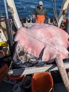 'Huge' 400-Pound Stingray Pulled From Long Island Sound